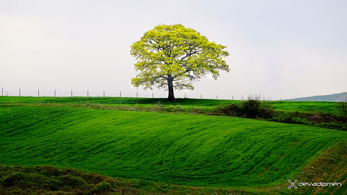 alone.. / 300717267 by devadipmen, Türkiye-Kocaeli-Karamürseaerialphotographer ağaçarboreal bitkiörtüsüflora bitkiplant buğdaywheat çay