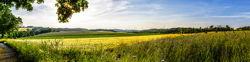 fields landscape panorama flowers wind turbines tree sky