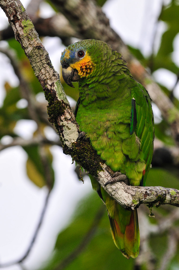Parrot in the Amazon, Brazil.