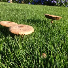 Mushrooms in Beverly 2
