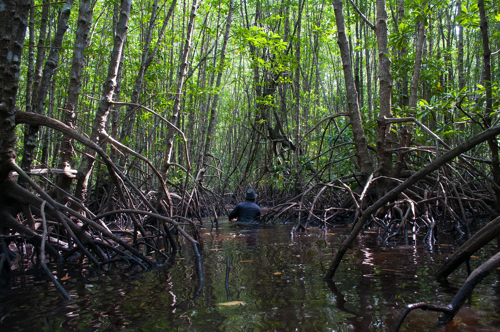 Center for International Forestry Research (CIFOR) scientists study on above-ground and below-ground biomass in mangrove ecosystems, part of Sustainable Wetlands...