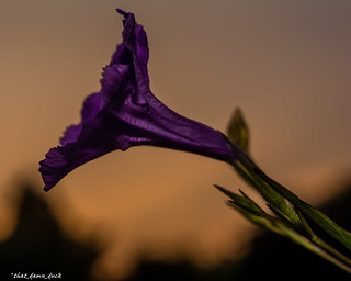 Purple Flower During Sunset