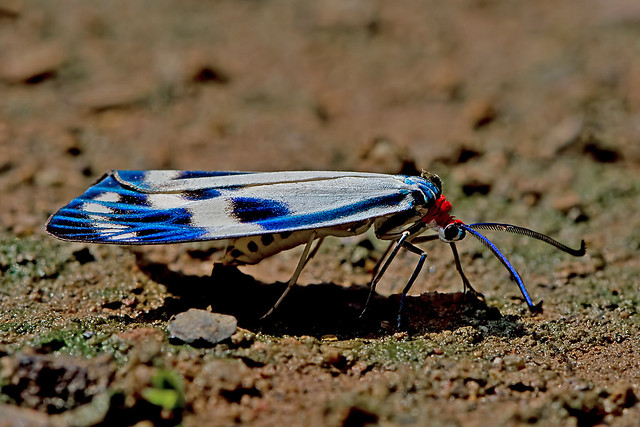 Chalcosia cf. pectinicornis - a daytime flying moth
