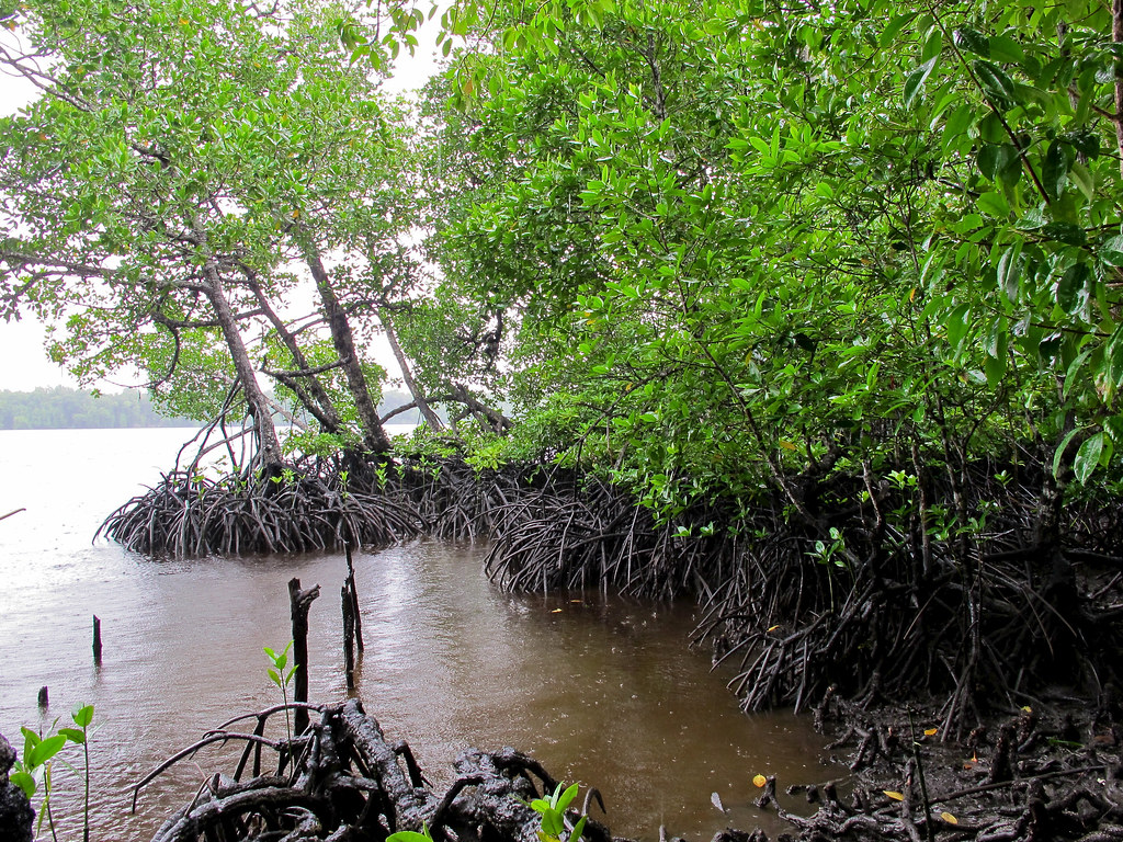 Mangrove forests on Lake Tabarisia. Mamberamo Raya, Papua.