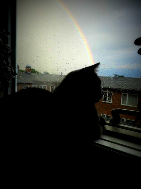 My little Sphinx and the rainbow