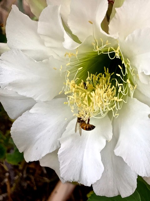 Happy Honeybee On Night Blooming Cereus Flower