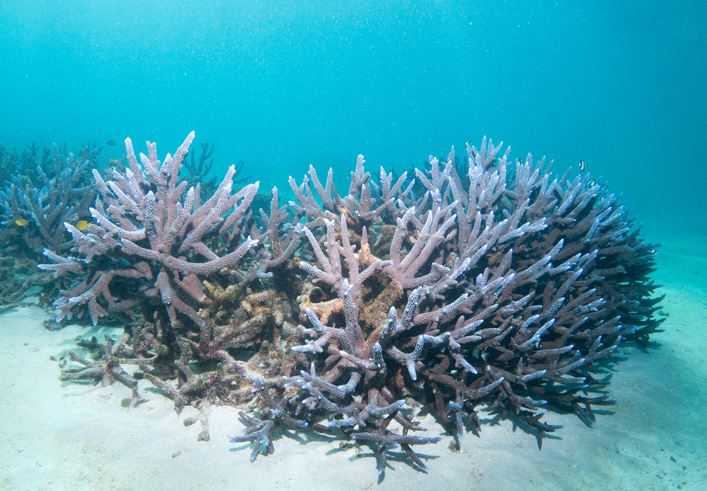 Staghorn coral | Ningaloo Marine Park | John Turnbull | Flickr