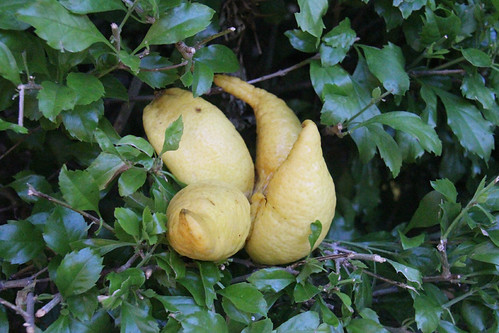 Odd Lemon | by Kendrick Dlima