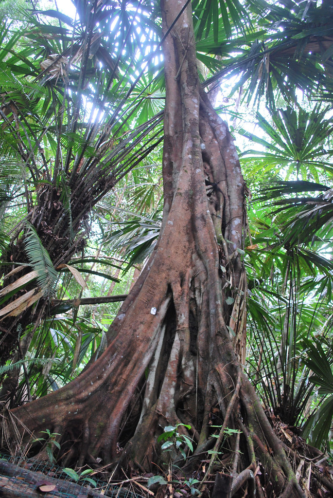 A tree growing in Berbak National Park, Jambi, Sumatra, Indonesia.