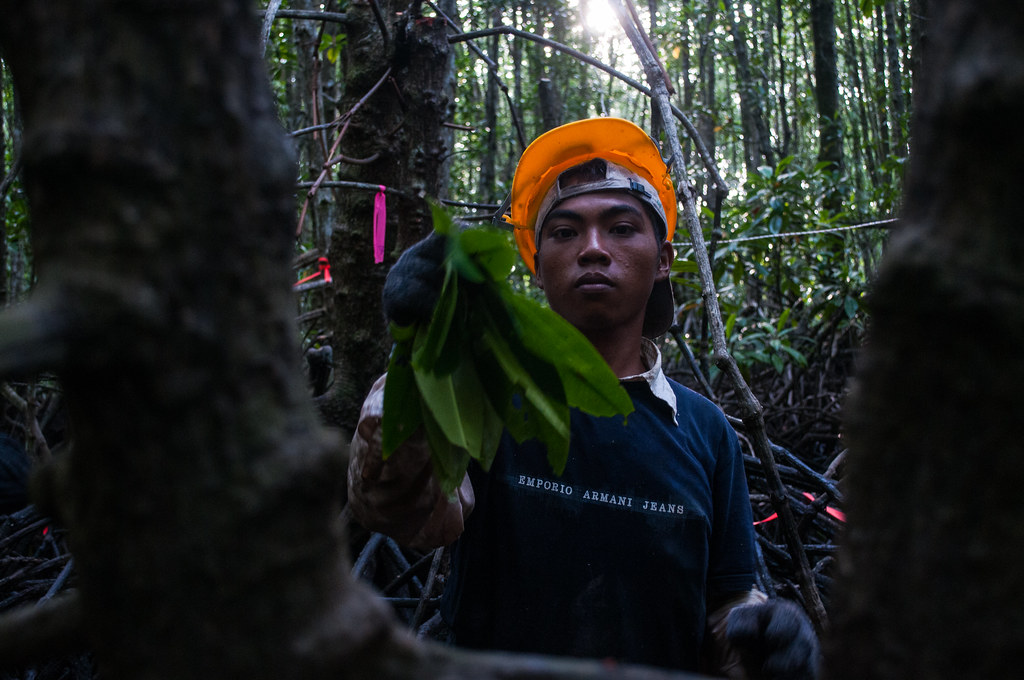 Worker holds mangrove leaves for measuring carbon stock in Center for International Forestry Research (CIFOR) study on above-ground and below-ground...