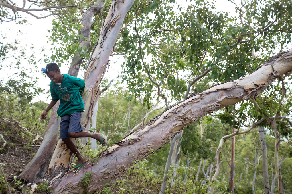 A kid stand by the Eucalyptus alba, or white gum tree in the Mutis landscapes. West Timor. Indonesia.