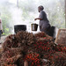Oil palm industry in Cameroon