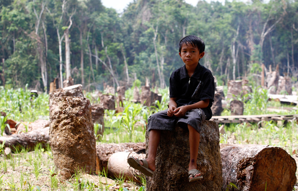 A child sits on a tree stump in Central Kalimantan, Indonesia.
