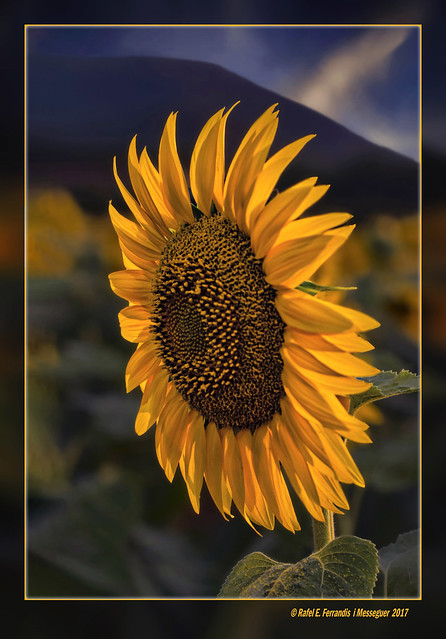 Gira-sol 34 (Helianthus annuus) Sunflower (La Vall dels Alforins, la Vall d'Albaida, València, Spain)