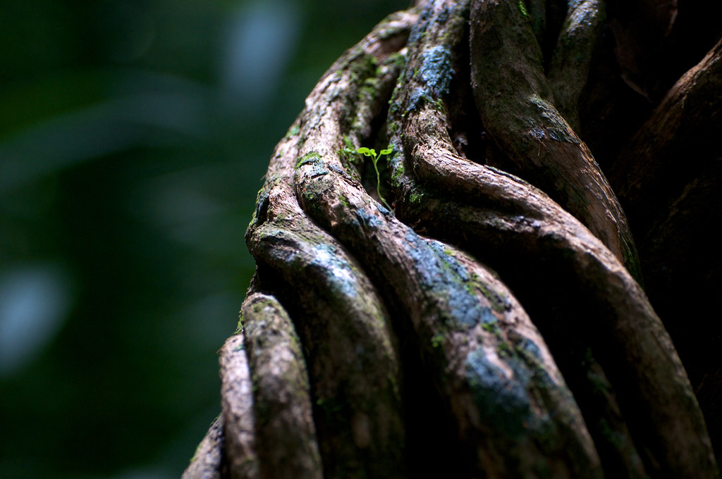 A tendril vine in the rainforest near Porto Velho, Rondonia, Brazil.