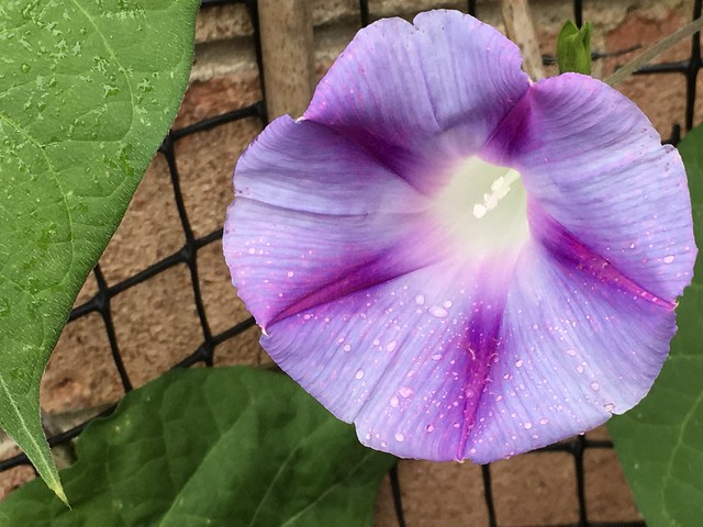 Ipomoea purpurea 'Dacapo Light Blue' (Front Garden)
