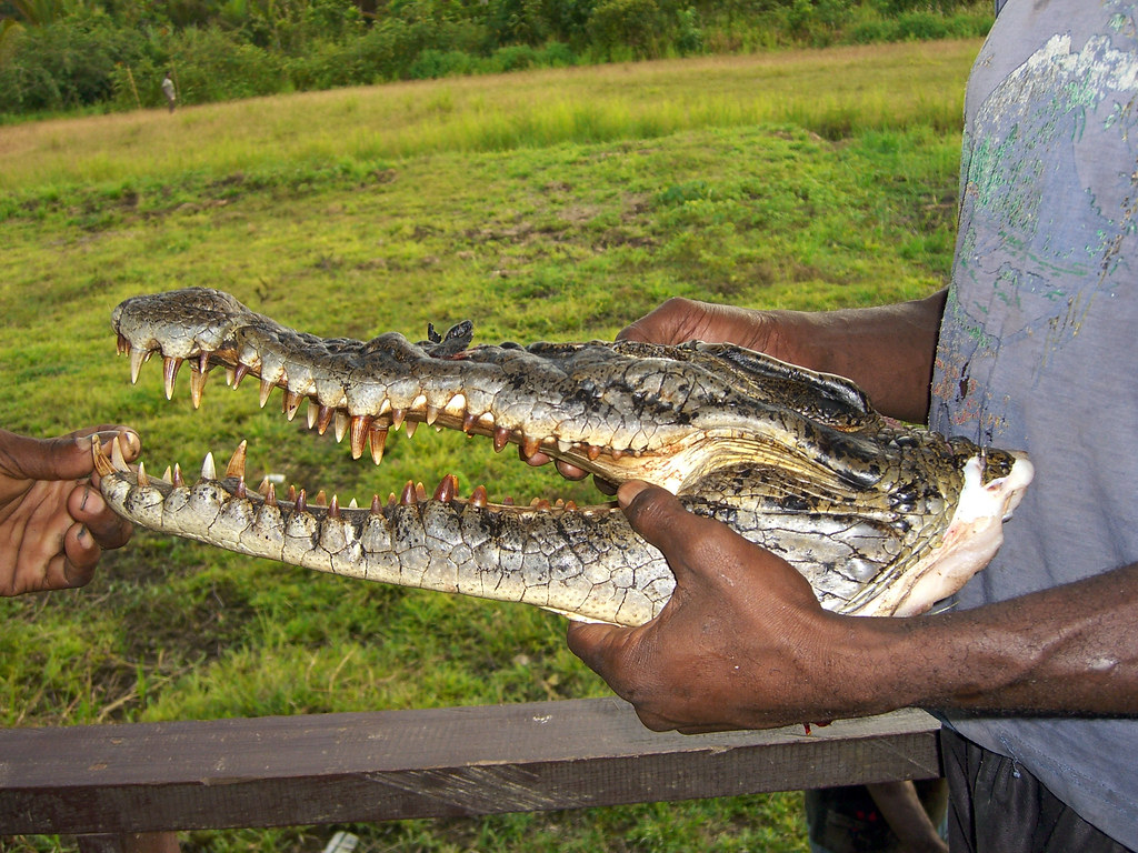 A villager, in Kai district, holds a crocodile head. Papua, Indonesia.