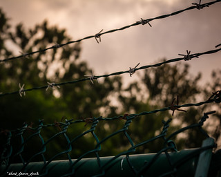 Barbed Wire At Dawn