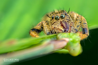 Jumping spider (Hyllus sp.) - DSC_7457