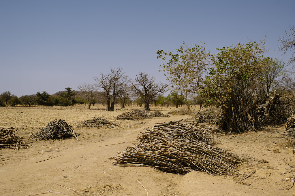 Dead wood from Sindri village which is then transported by truck and sold in Kongoussi, Burkina Faso.