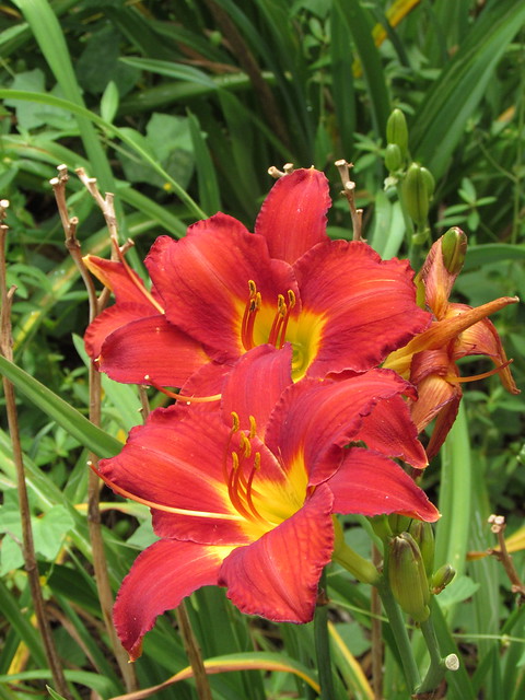 Cluster Of Day Lilies.