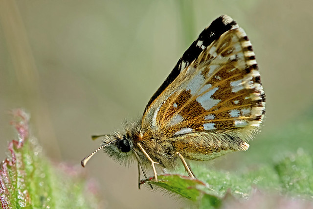 Pyrgus malvae - the Grizzled Skipper