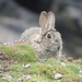 Flickr photo 'Common rabbit (Oryctolagus cuniculus) Wildkaninchen' by: Werner Witte.