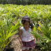 Girl plays in oil palm nursery