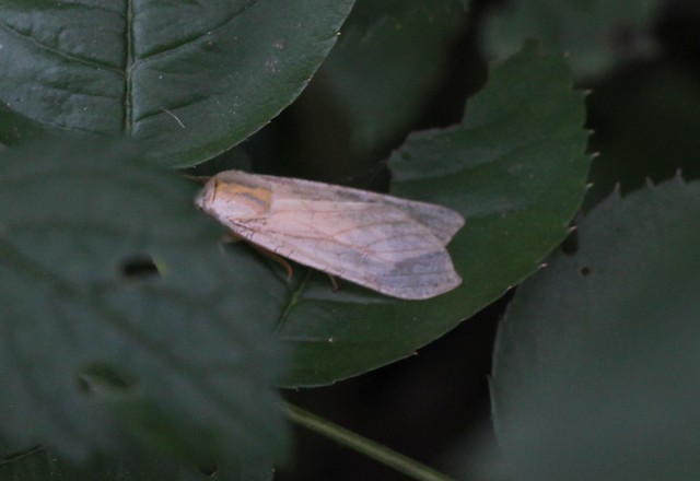 IMG_8809a - Banded Tussock Moth (halysidota tessellaris) - Zephyr, Ontario, Canada