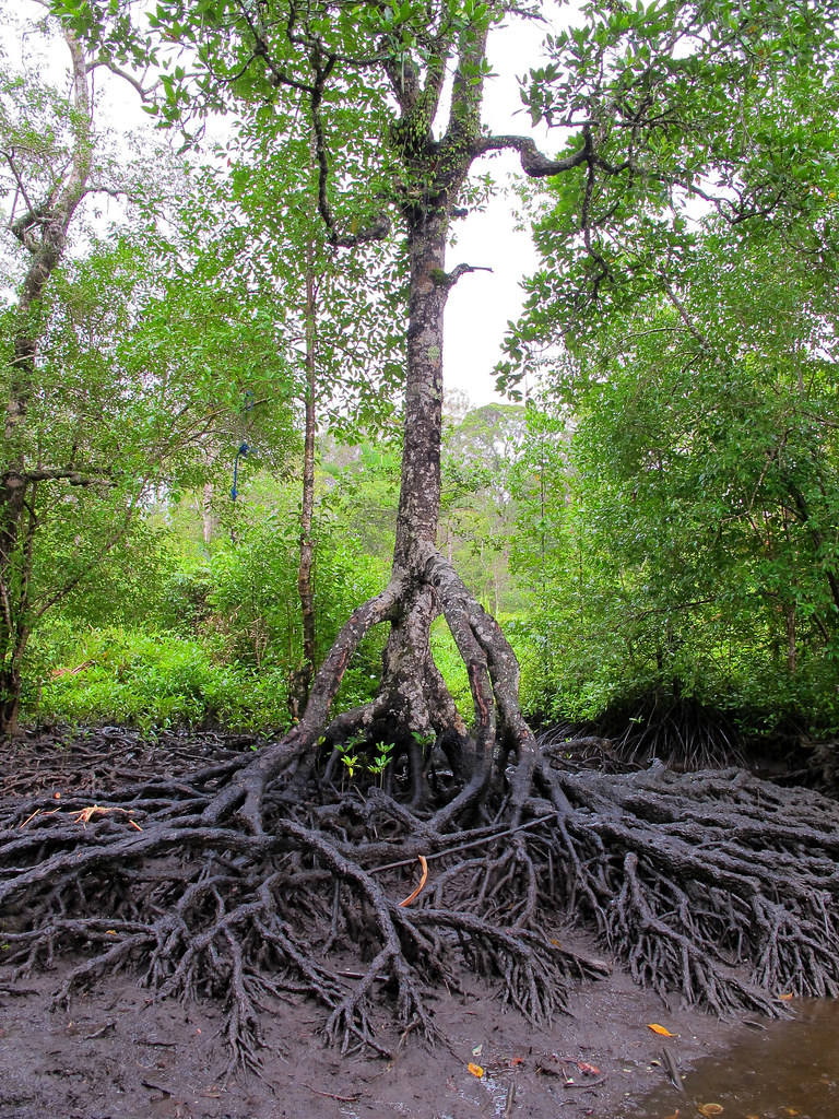 Mangrove forests on Lake Tabarisia. Mamberamo Raya, Papua.