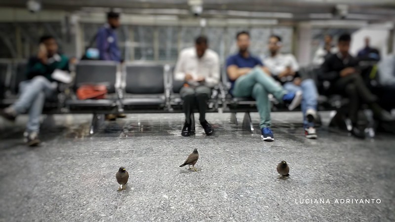 Birds at Passanger Gate, Srinagar International Airport, Kashmir  Kashmir Trip, 22-29 April 2017