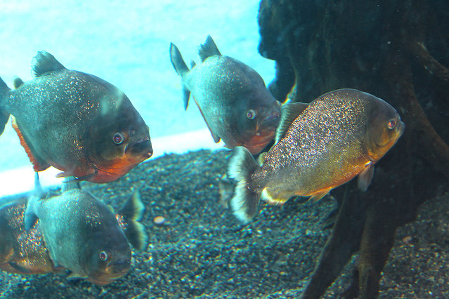 Red-bellied piranha.