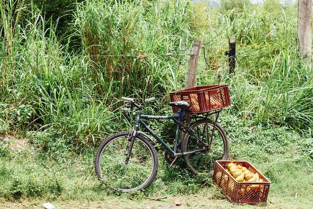 Bicycle Hauling Fruit, Colombia