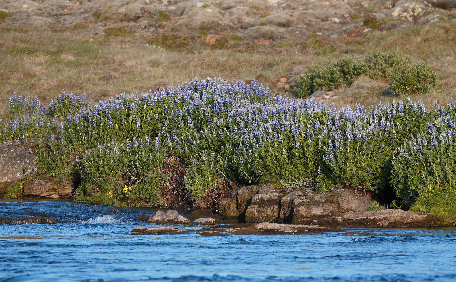 Lupins by river