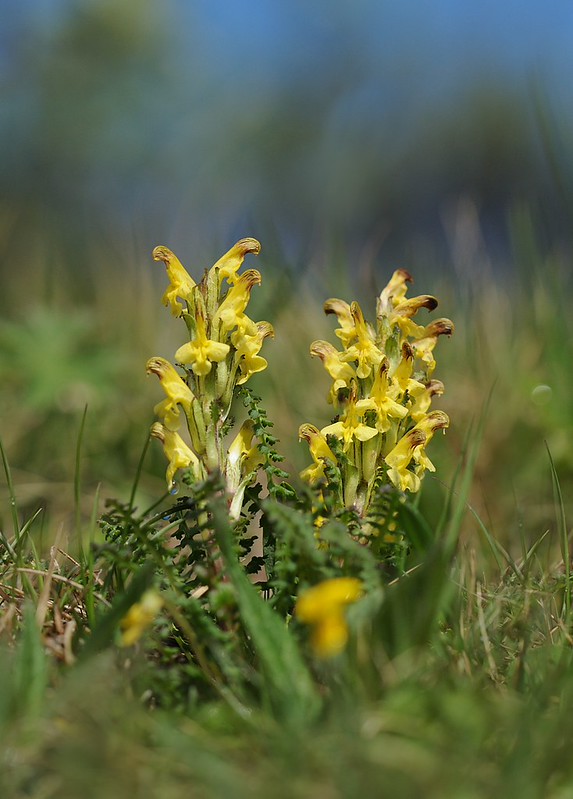 20160627-026F | Buntes Läusekraut (Pedicularis oederi) am Torkilstöten, Helagsfjäll. Jämtland / Schweden, 27.06.2016