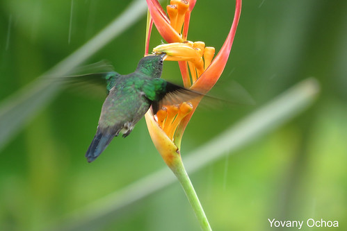 amazilia saucerrottei coliazul steelyvented hummingbird aves de colombia avistamiento birding birdwatching birds yarumal
