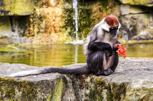 Cercocebus torquatus (Red Capped Mangabey at the water)