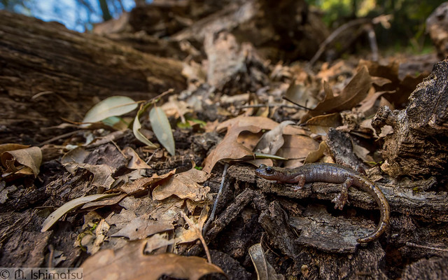 Hydromantes samweli- Samwel Shasta salamander