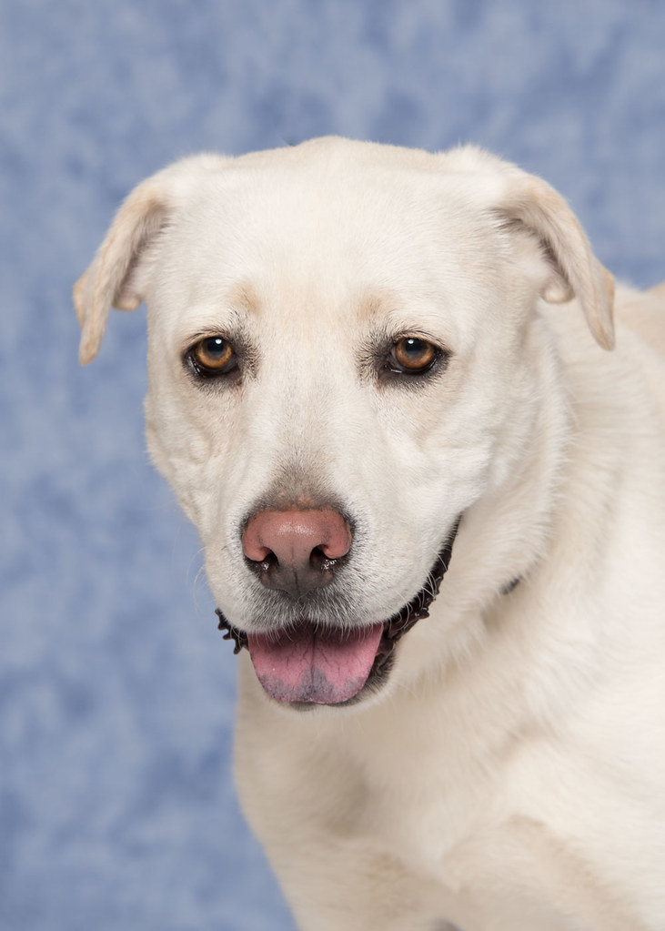 93717_Vince1 Humane Society for Southwest WA Flickr