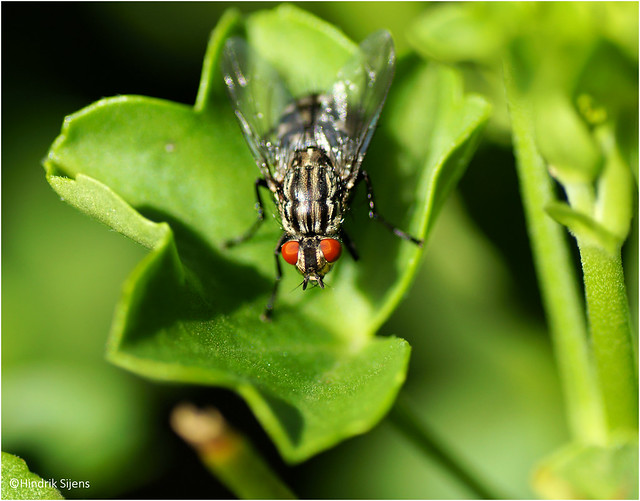 Red-eyed Fly