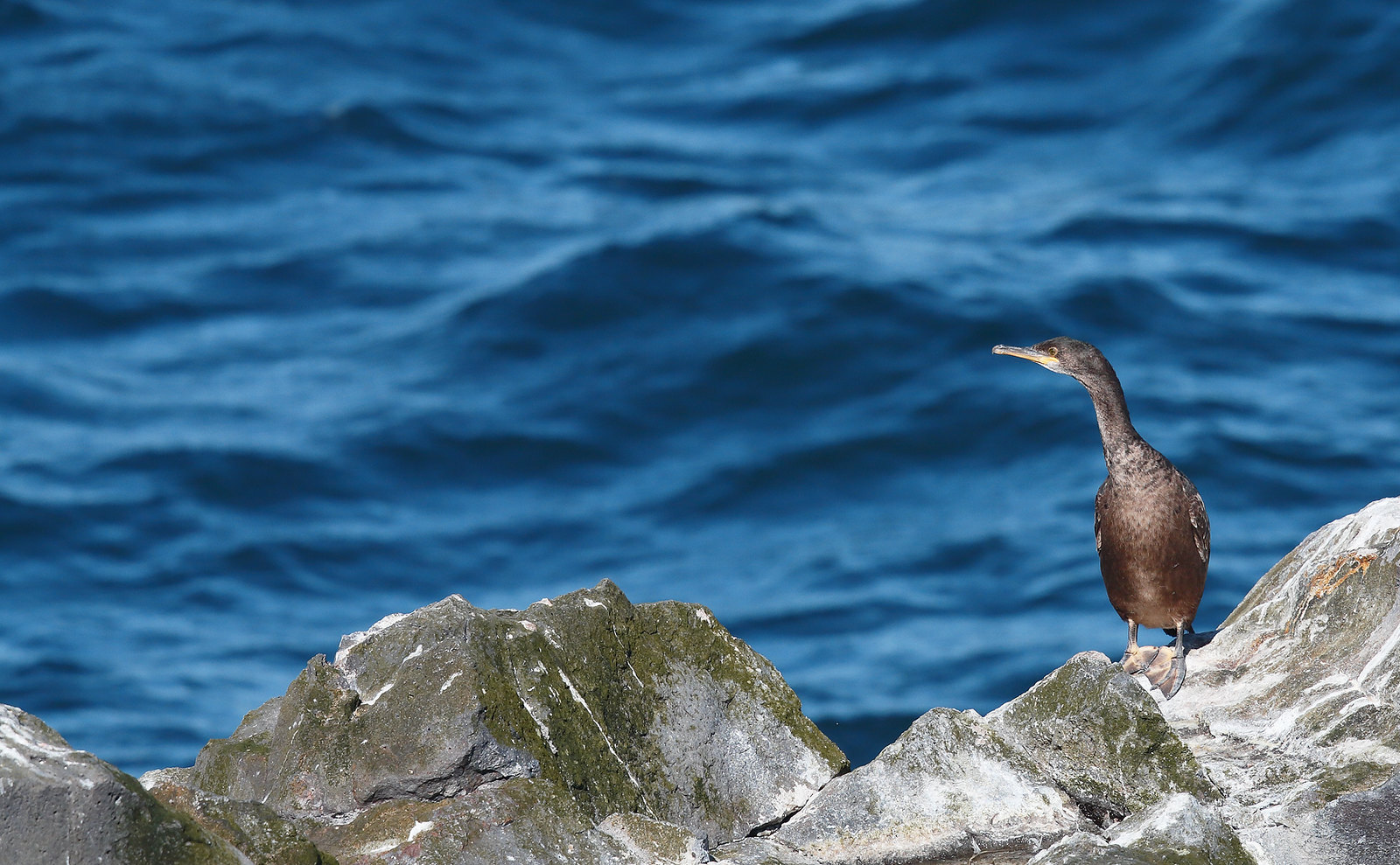 Another Shag on another rock