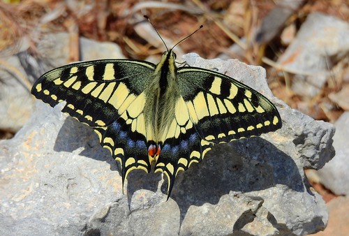 Maltese Swallowtail Butterfly (Papilio machaon melitensis