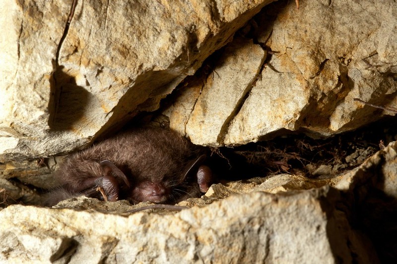 Рукокрилі розташовуються на стелях підземель і печер, і часом їх важко виявити. Часто вони забиваються в щілини.