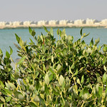 Doha Mangroves