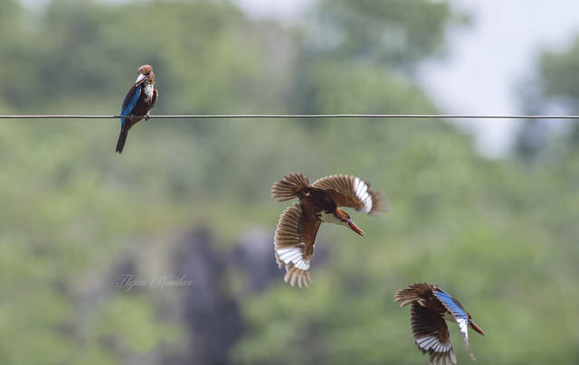 White Throated Kingfisher in Action