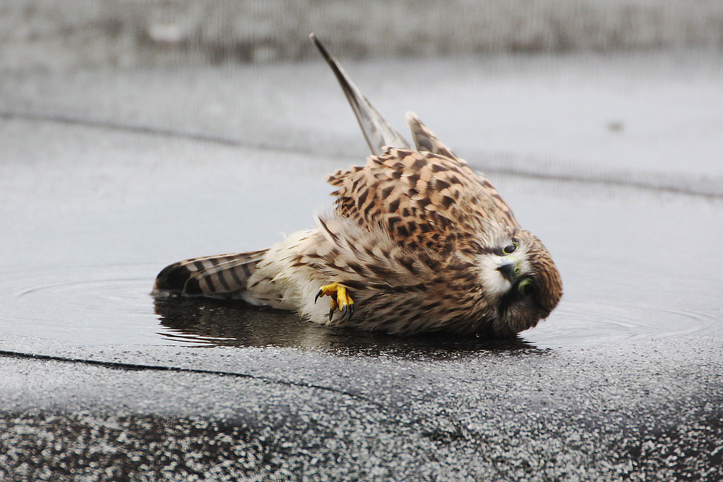 Young falcon taking its bath! GVA Airport, July 22. 2014.