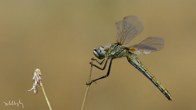 Yusufçuk, Dragonfly