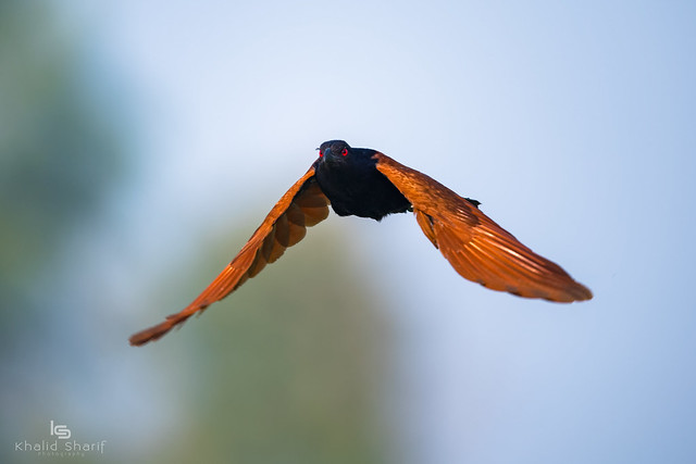 Greater coucal or crow pheasant (Centropus sinensis)