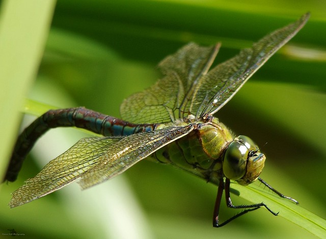 emperor dragonfly or blue emperor