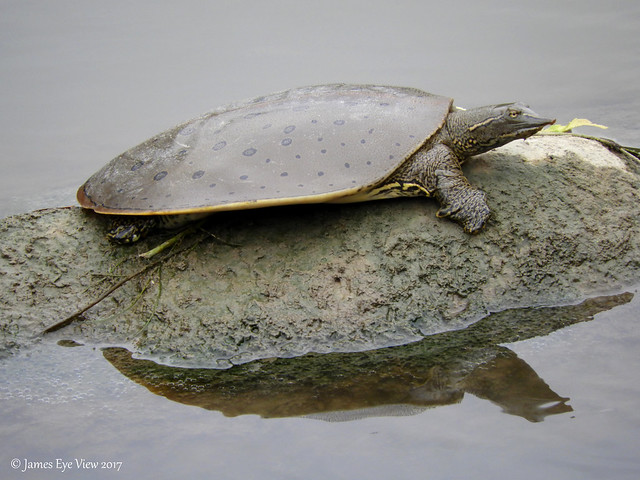 Soft-Shelled Turtle!